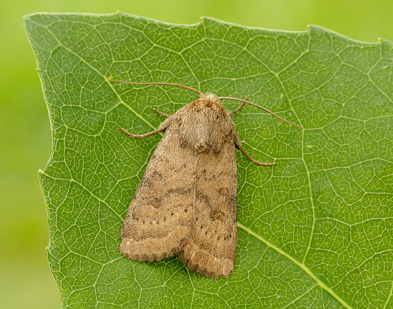 73.096 BF2381 Uncertain Hoplodrina octogenaria