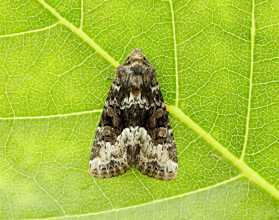73.173 BF2337 Marbled Minor Oligia strigilis agg