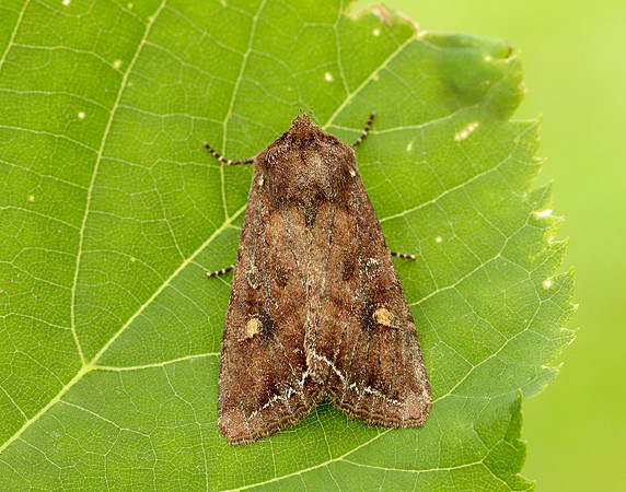 73.267 BF2160 Bright-line Brown-eye Lacanobia oleracea