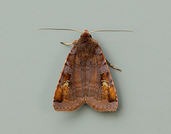 73.332 BF2122 Purple Clay Diarsia brunnea
