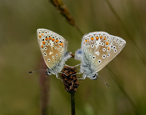 Common Blue Polyommatus icarus