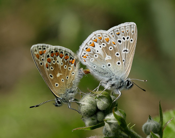 Common Blue Polyommatus icarus
