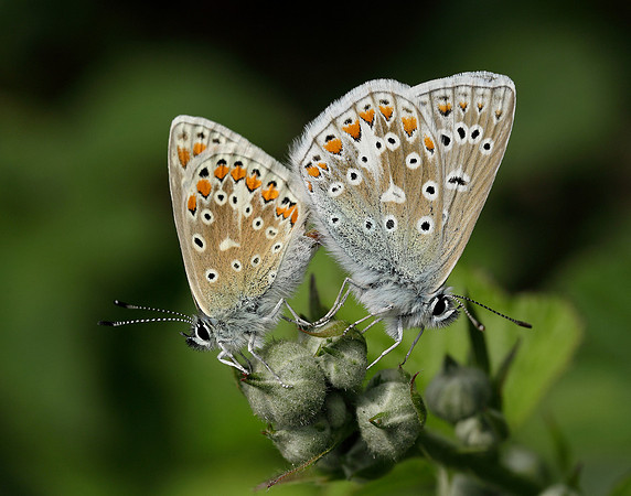 Common Blue Polyommatus icarus