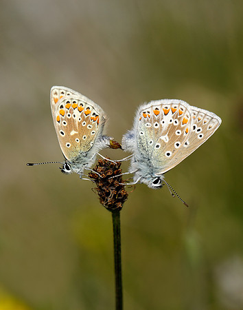 Common Blue Polyommatus icarus
