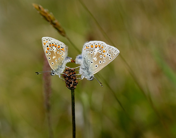 Common Blue Polyommatus icarus