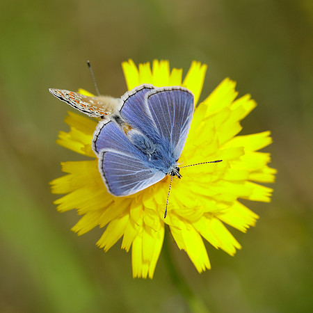 Common Blue Polyommatus icarus