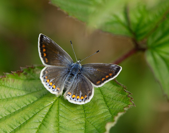 Common Blue Polyommatus icarus