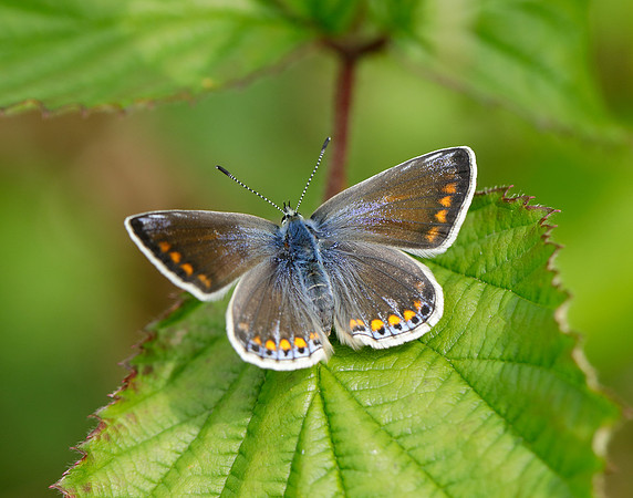 Common Blue Polyommatus icarus