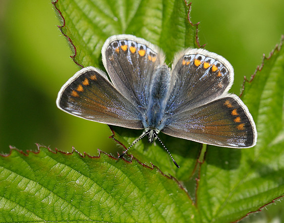 Common Blue Polyommatus icarus