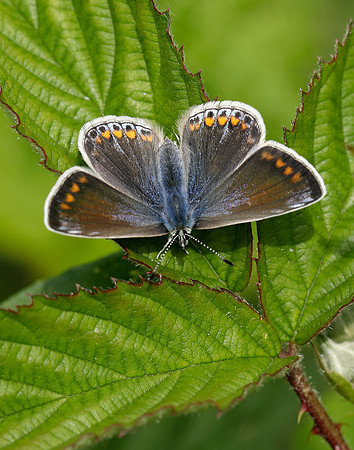 Common Blue Polyommatus icarus