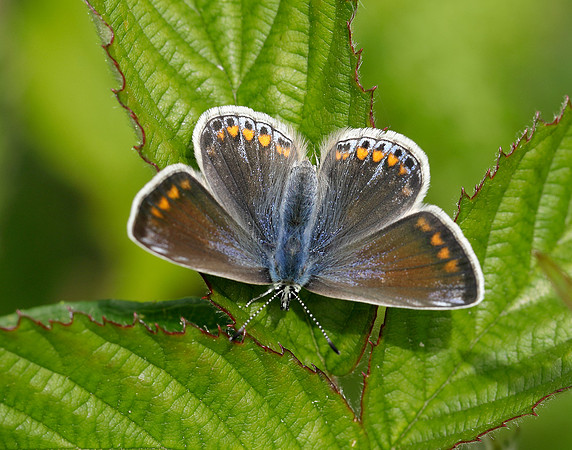 Common Blue Polyommatus icarus