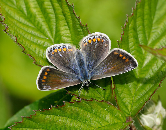 Common Blue Polyommatus icarus