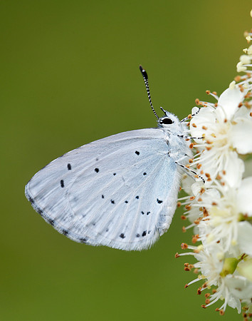 Holly Blue Celastrina argiolus