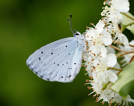 Holly Blue Celastrina argiolus