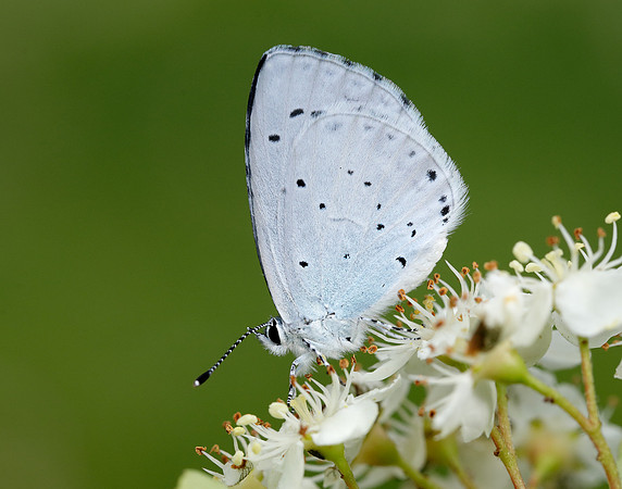 Holly Blue Celastrina argiolus