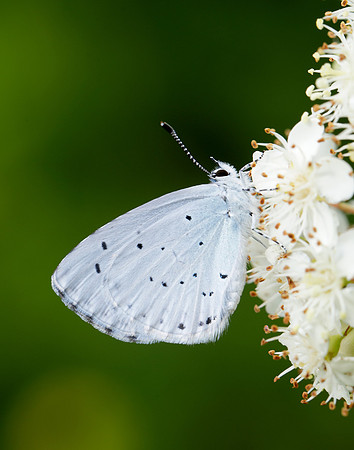 Holly Blue Celastrina argiolus
