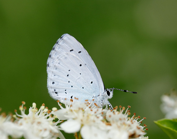 Holly Blue Celastrina argiolus