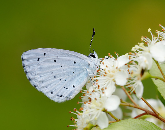 Holly Blue Celastrina argiolus