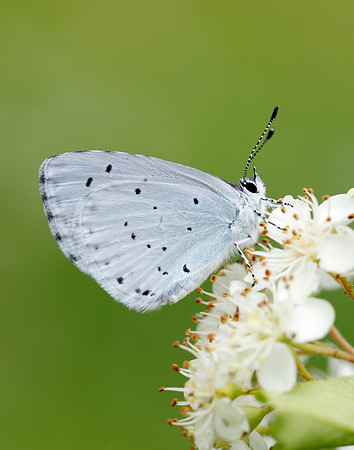Holly Blue Celastrina argiolus