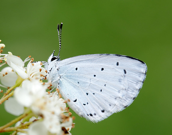 Holly Blue Celastrina argiolus