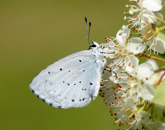 Holly Blue Celastrina argiolus