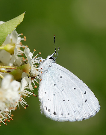 Holly Blue Celastrina argiolus