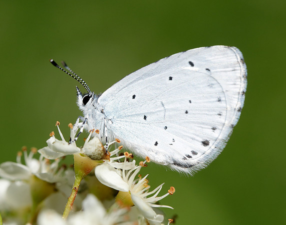 Holly Blue Celastrina argiolus