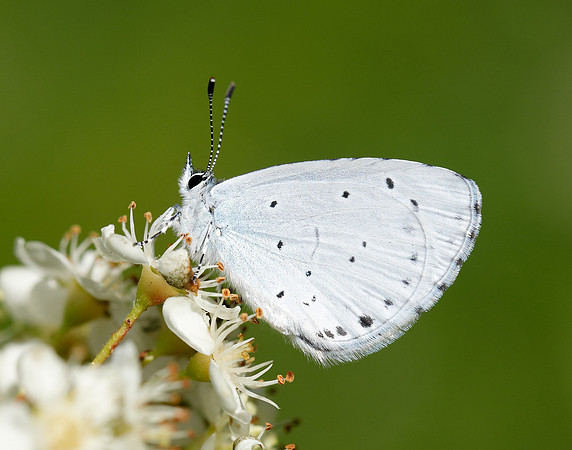 Holly Blue Celastrina argiolus