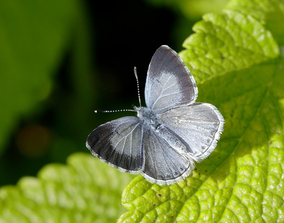 Holly Blue Celastrina argiolus