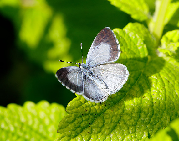 Holly Blue Celastrina argiolus