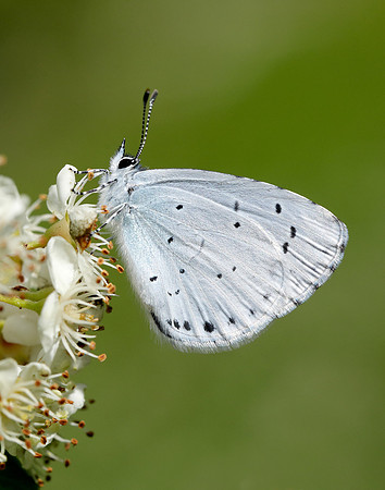 Holly Blue Celastrina argiolus