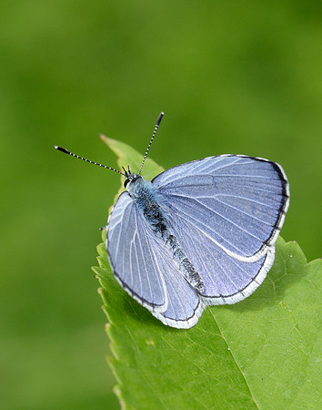 Holly Blue Celastrina argiolus