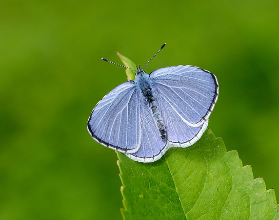 Holly Blue Celastrina argiolus