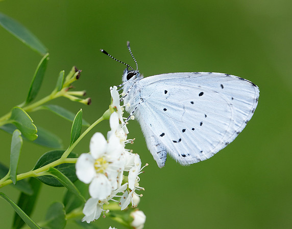 Holly Blue Celastrina argiolus