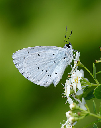 Holly Blue Celastrina argiolus