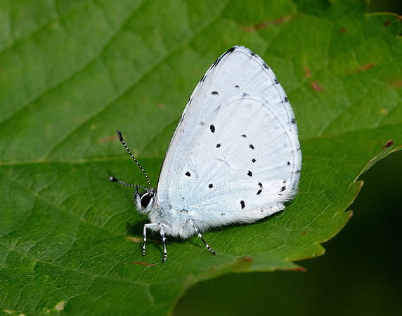 Holly Blue Celastrina argiolus