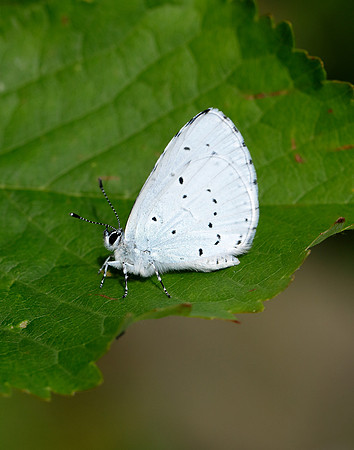Holly Blue Celastrina argiolus