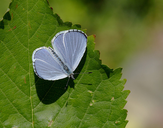 Holly Blue Celastrina argiolus