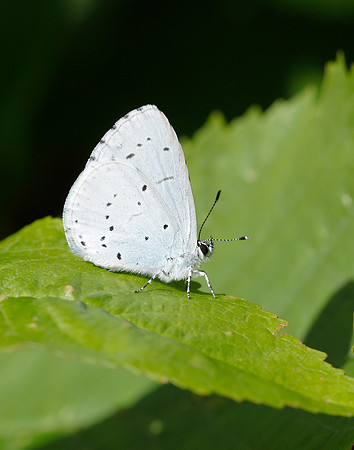 Holly Blue Celastrina argiolus