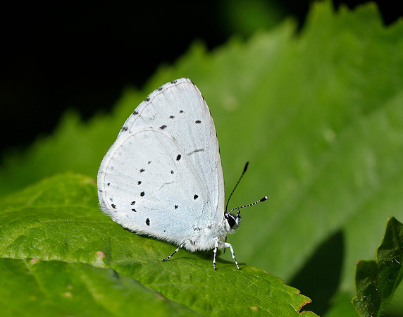 Holly Blue Celastrina argiolus