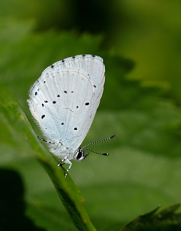 Holly Blue Celastrina argiolus