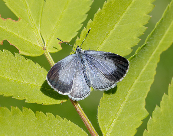 Holly Blue Celastrina argiolus