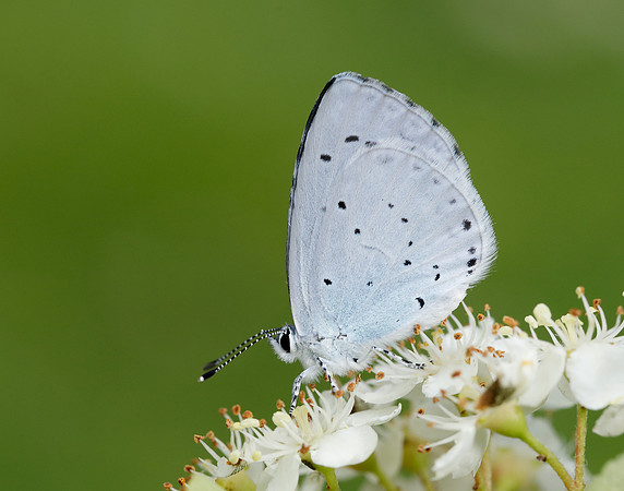 Holly Blue Celastrina argiolus