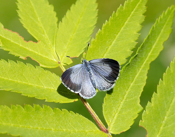 Holly Blue Celastrina argiolus