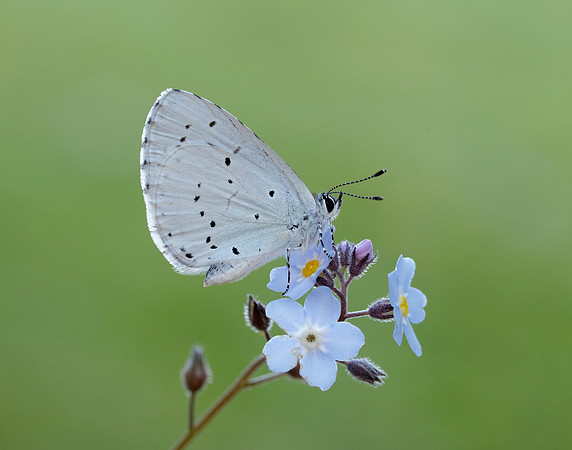 Holly Blue Celastrina argiolus