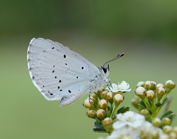 Holly Blue Celastrina argiolus