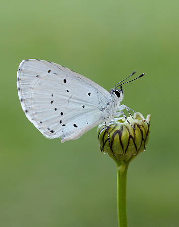 Holly Blue Celastrina argiolus