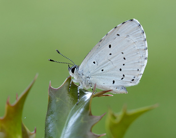 Holly Blue Celastrina argiolus