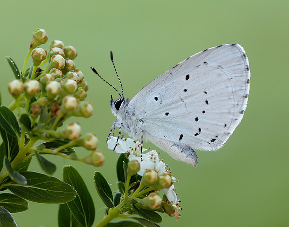 Holly Blue Celastrina argiolus