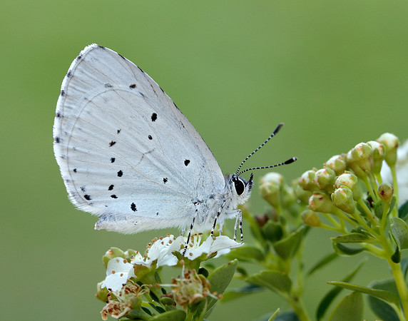 Holly Blue Celastrina argiolus